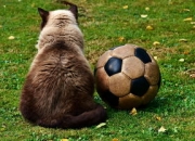 B体育视频-曼联传控战术优化，球队整体配合更顺畅